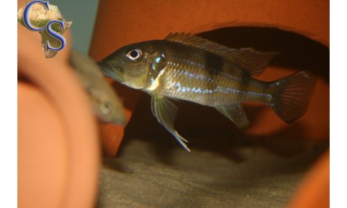 Gnathochromis permaxillaris
